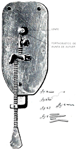 Leeuwenhoek observa per primer cop protozous d'una bassa.