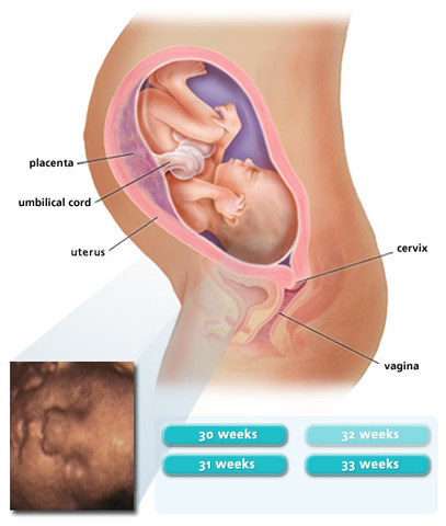 Seventh Month of Pregnancy