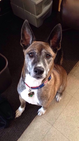 Adopted my first dog