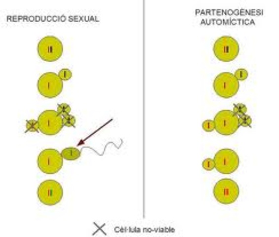 Reprodució cel.lular