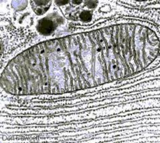 Descobriment dels disosomes