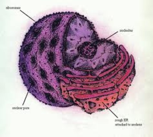 Es veuen els risosomes