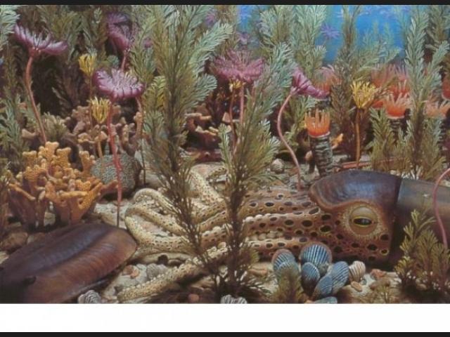 Eón: Fanerozoico Era: Paleozoico Periodo: Ordovícico 505-438 m.a.