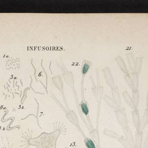 Felix Dujardin (Apr. 5, 1801-April 8, 1860)