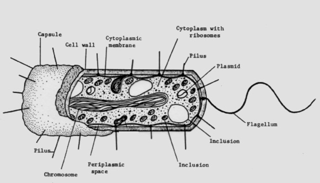 Bacteria Cell