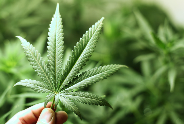 DEBATE POR LA REGULACION DEL CONSMO DE LA MARIHUANA