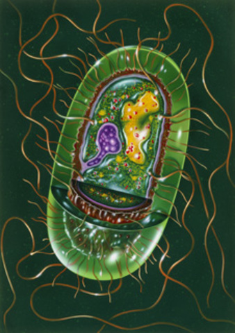 Anton van Leeuwenhoek 1674