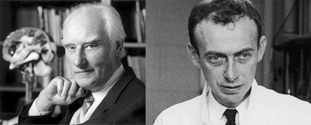 1953 Francis Crick y James Watson, publican la estructura del DNA.