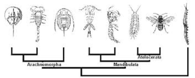 Registro de primeros fósiles