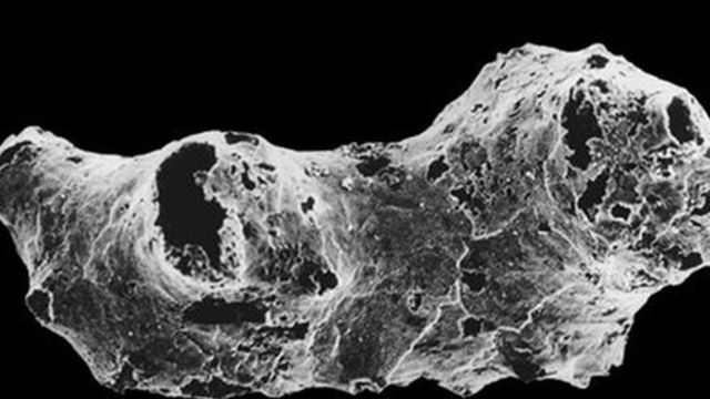 Primer organismo pluricelular