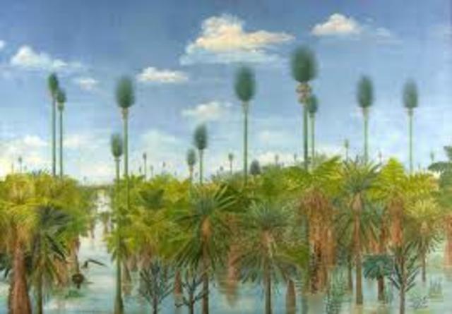 Aparición primeras plantas