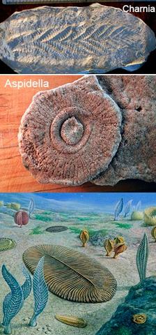 Primer registro fosil y fotosintetico