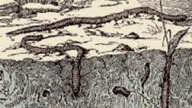 Publica Sobre la influencia de las lombrices en la formación de la tierra vegetal.