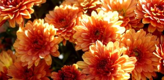 Chrysanthemums