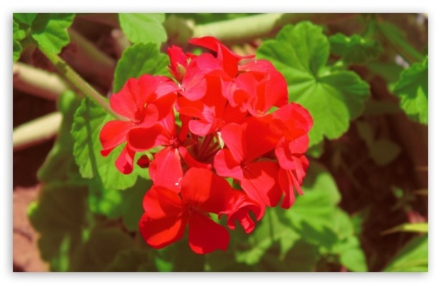 Geranium