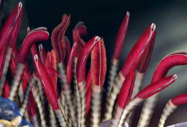 tube worms