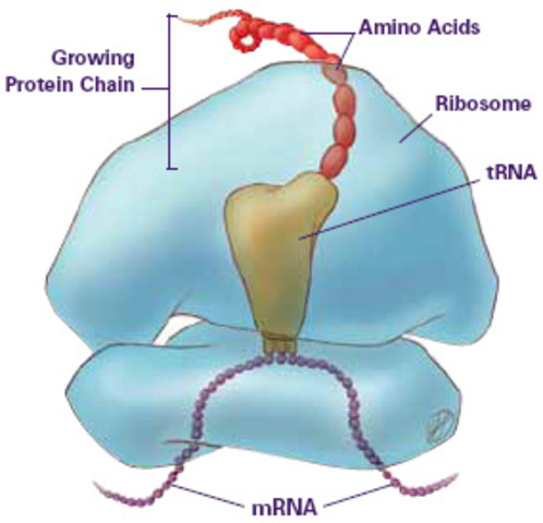 ribosomes