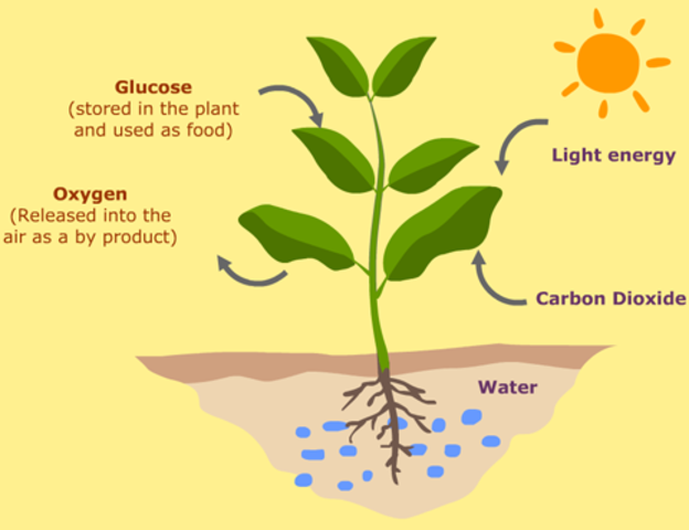 photosynthesis