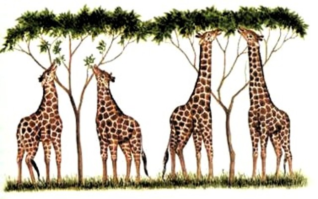 Teoria de la seleccion natural