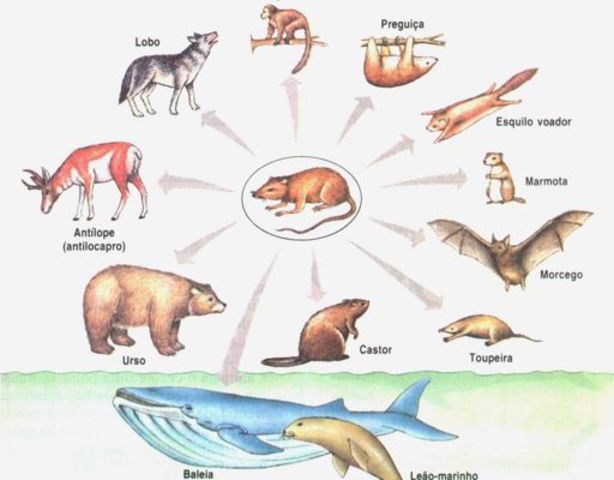 la teoría de la evolución