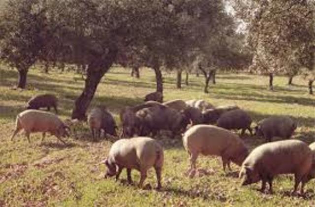 Desarrollo de la ganadería en Europa occidental