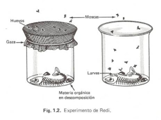 Experimento de Francesco Redi