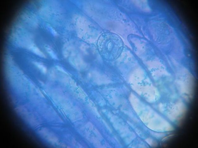 Bateig de la cèl·lula