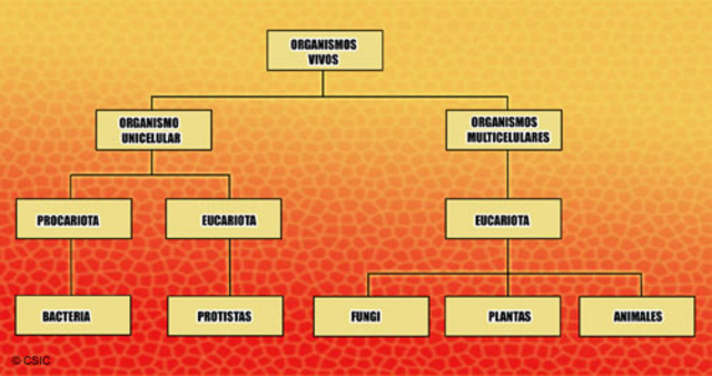 Els alemays Schleiden i Schwann van establir la teoria celular