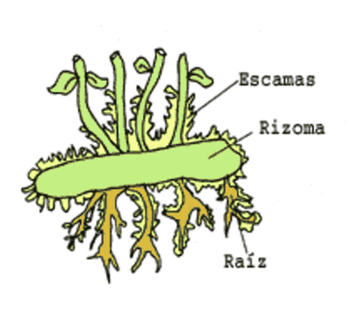 Risoma