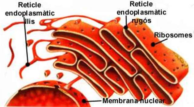 Descobriment del Reticle endoplasmàtic