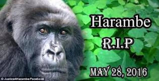 Muere Harambe