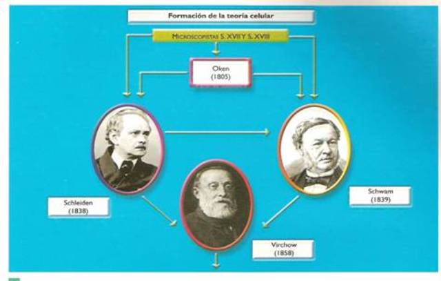 els alemanys Mathias J. Schleiden, Theodor Schwan van establir la teoria cel·lular