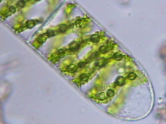 Robert Brown va descobrir el nucli tot obsevant cèl·lules vegetals