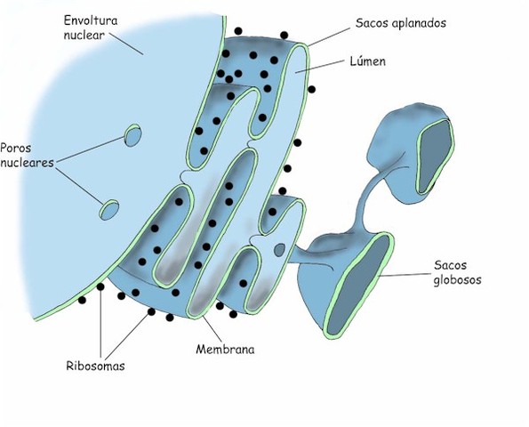 Descobriment del reticle endoplasmàtic.