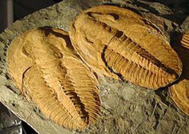 Hace 600 - 500 millones de años...