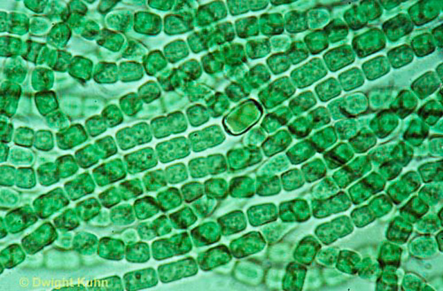 Proliferación de la cyanobacteria