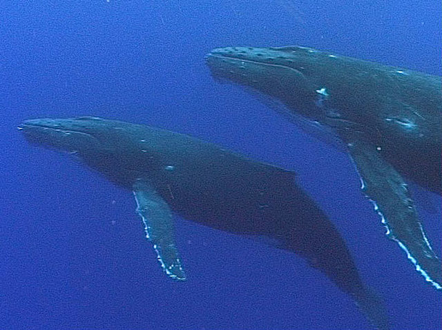 My family and I have arrived in Hawaii