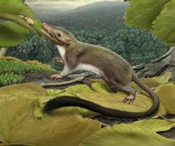 65 millones de años