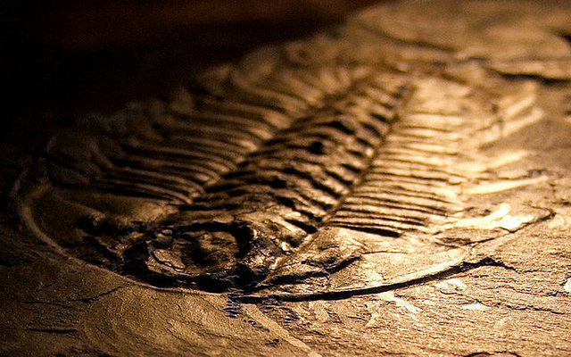 Explosión cámbrica