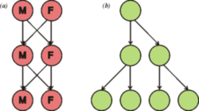 Primera reproducción sexual