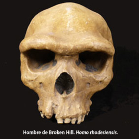 Homo rhodesiensis