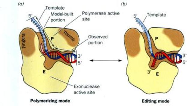 Aislamiento de ADN polimerasas