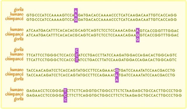Primeras técnicas de hibridación
