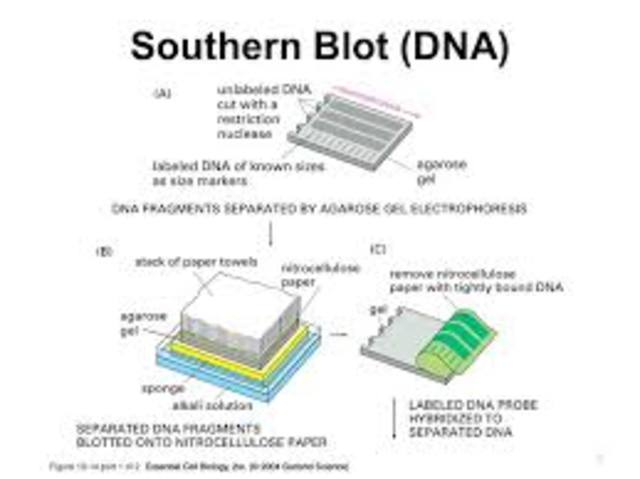 Southern blot