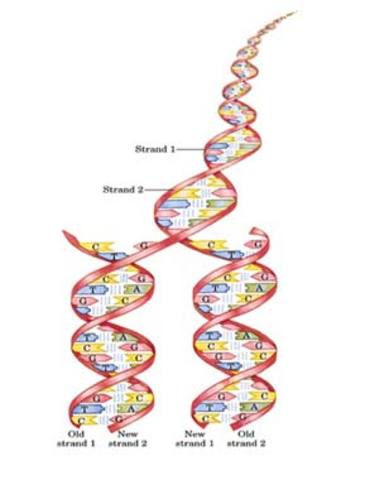 Secuenciación del ADN