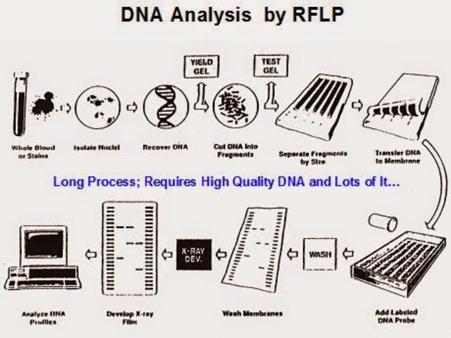 Análisis del polimorfismo de longitud de fragmentos de restricción