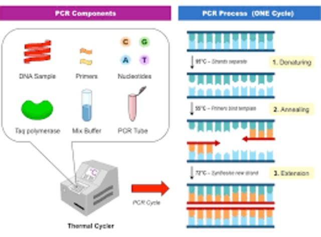 Invención de PCR