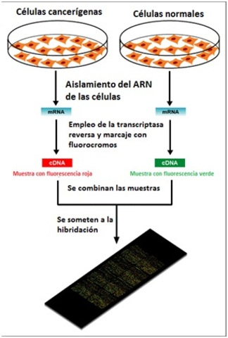 Primera aplicación de microarrays de ADN