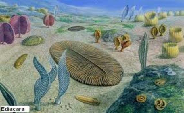 600-500  millones de años