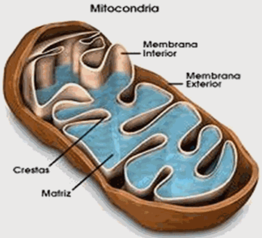 Descobriment del mitocondri